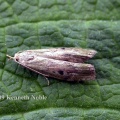 Aphomia sociella (bee moth) Kenneth Noble